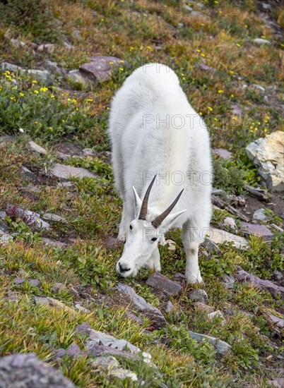 Mountain goat