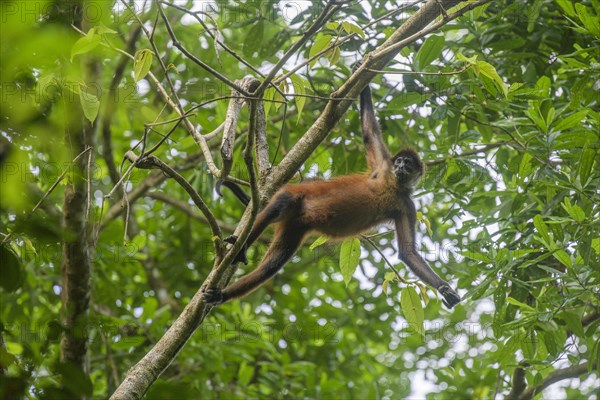 Mantled howler