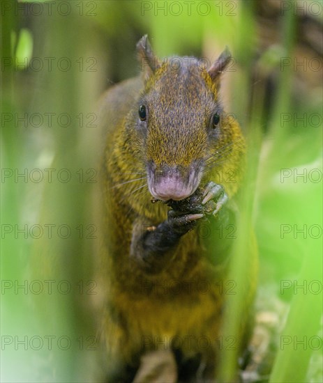 Central american agouti