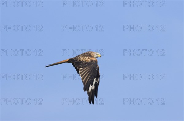 Red kite