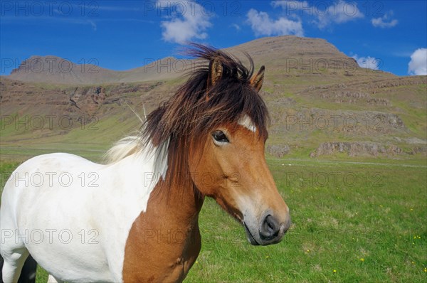 Icelandic horse