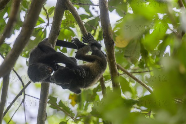 Two young mantled howlers