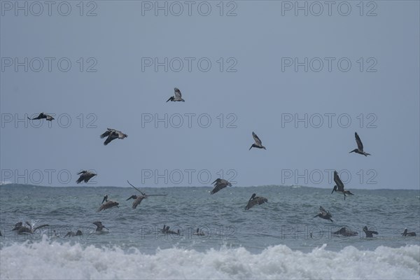 Brown pelicans