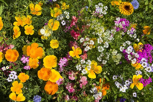 Flower meadow for insects