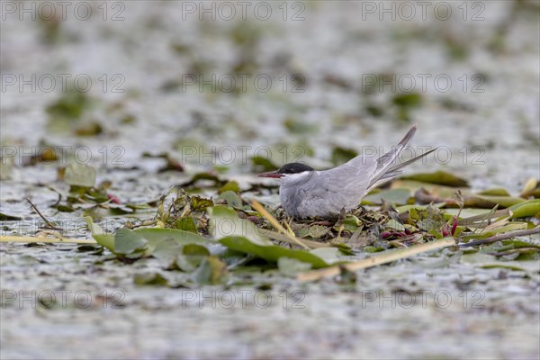 White-bearded Tern