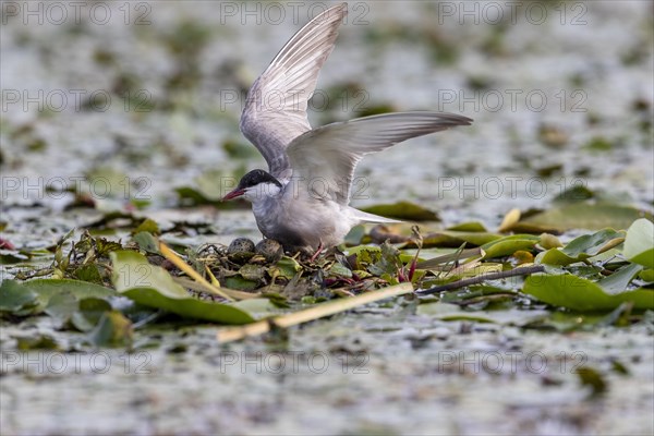 White-bearded Tern