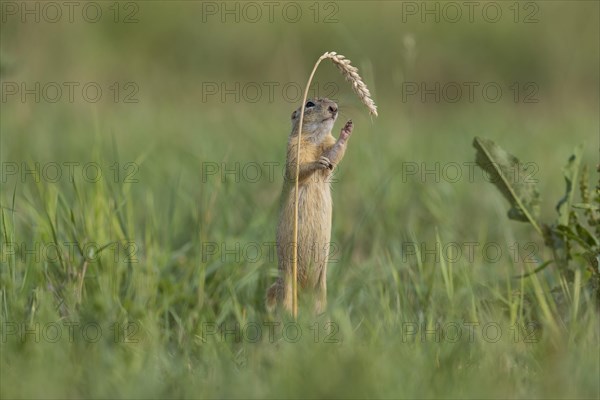 European ground squirrel