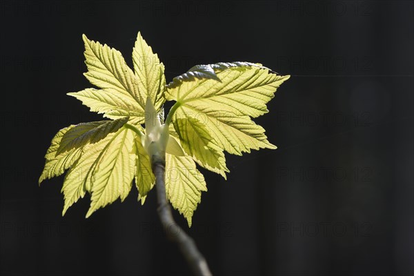 Sycamore maple