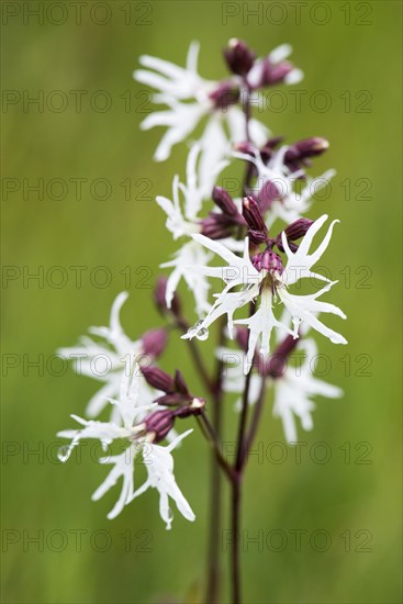 Ragged robin