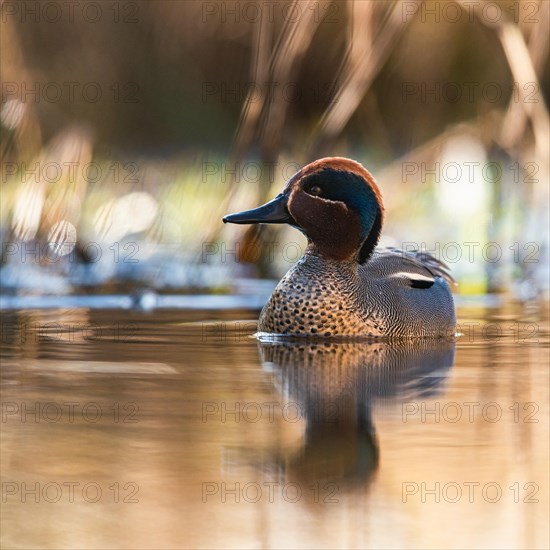 Male of Eurasian Teal