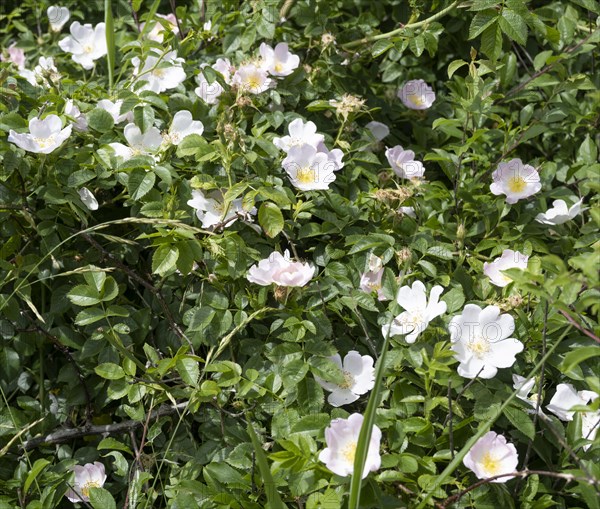 Flowering rugosa rose