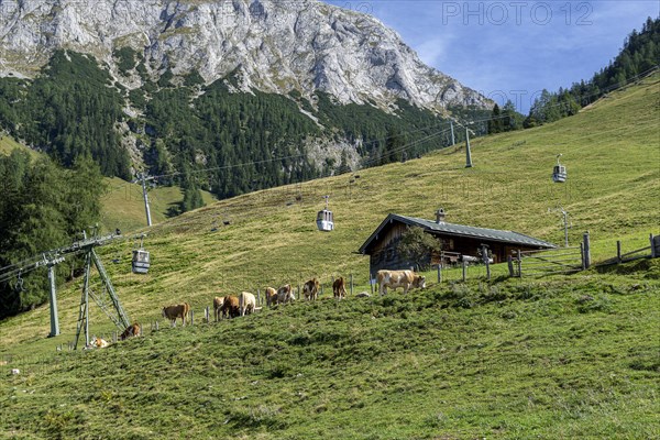 Cows on the mountain pasture at the Jenner cable car
