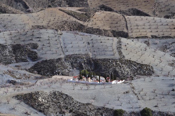 Supervision of cemetery in the valley of an almond plantation in front of flowering