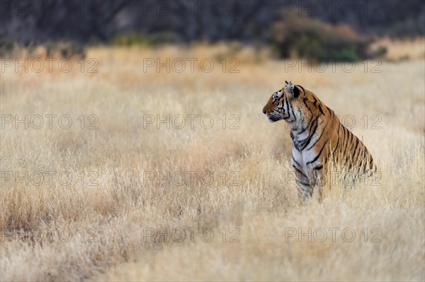 Bengal tiger