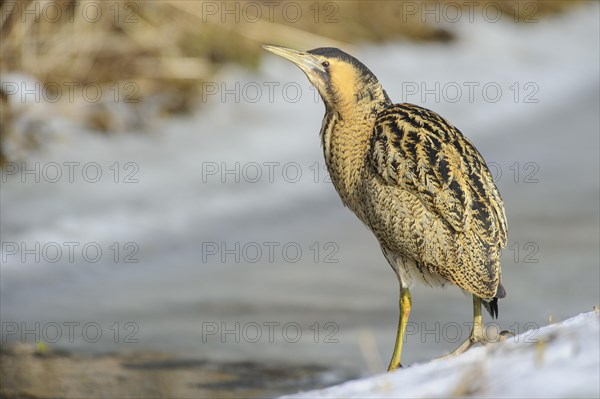 Eurasian bittern