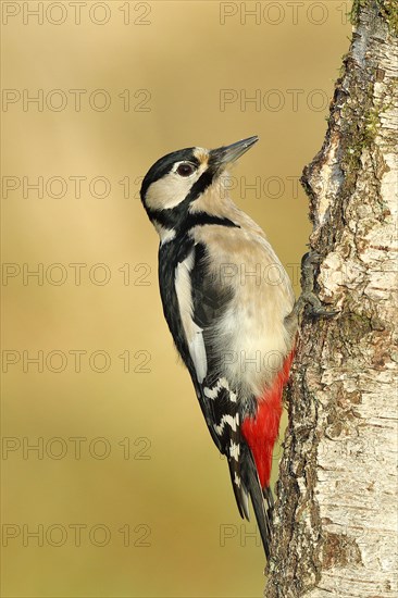 Great spotted woodpecker