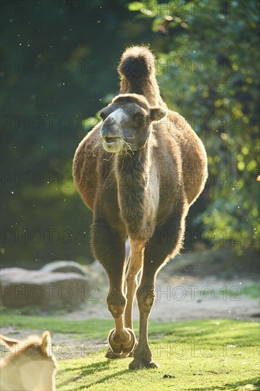 Bactrian camel