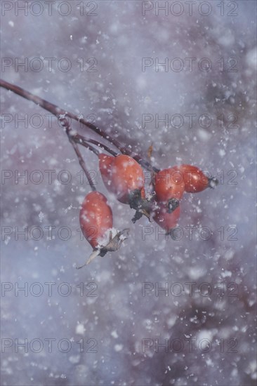 Dog rose