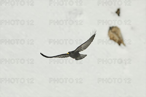 Yellow-billed chough