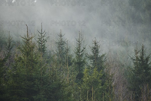 Fog flying over young Norway spruce