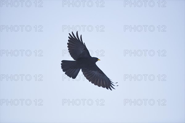 Yellow-billed chough