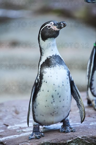 Humboldt penguin