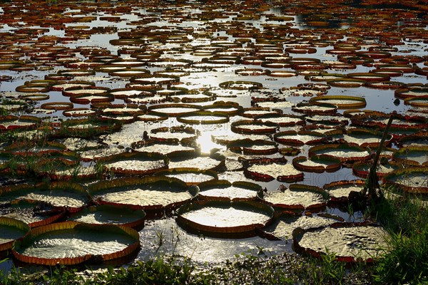 Leaves of the amazon water lily