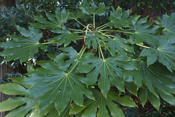 Glossy-leaf paper plant