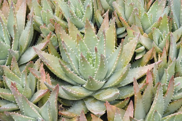 Short-leaved aloe