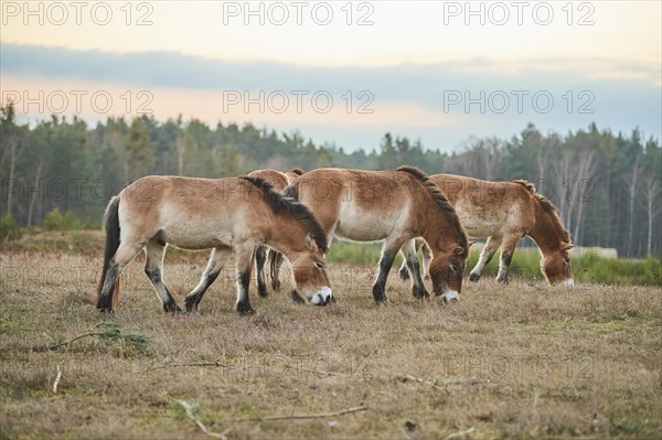 Przewalski's horse