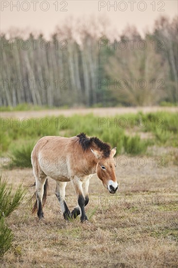 Przewalski's horse