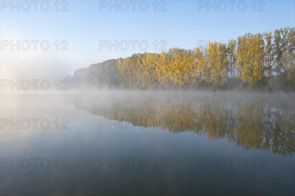 Morning fog and autumn coloured poplars