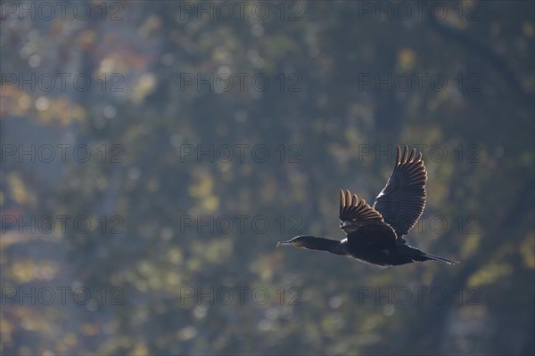 Great cormorant