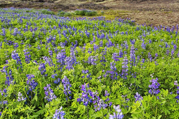 Blue flowering nootka lupins