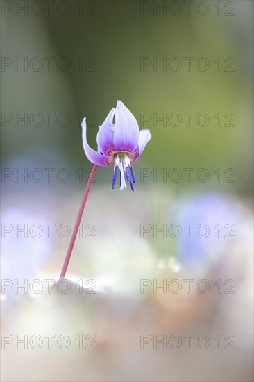 Flowering dog's tooth violet