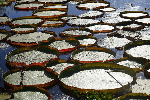 Amazon water lily