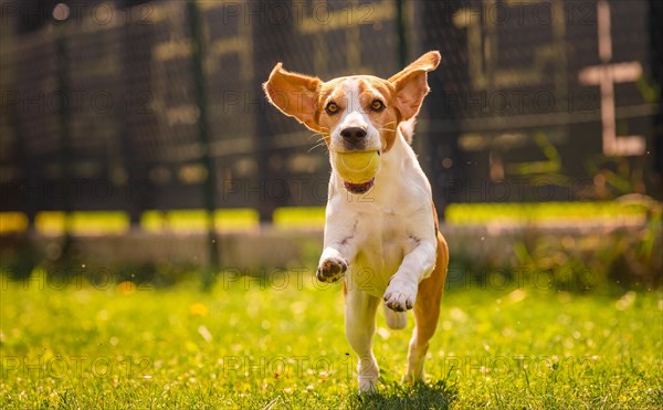 Beagle dog fun in backyard