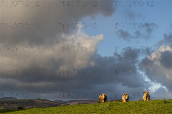 Three domestic cattle