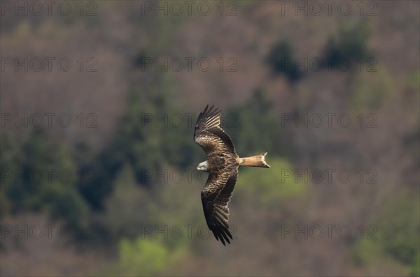 Red kite