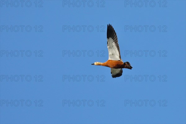 Ruddy shelduck