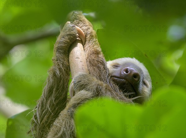 Hoffmann's two-toed sloth