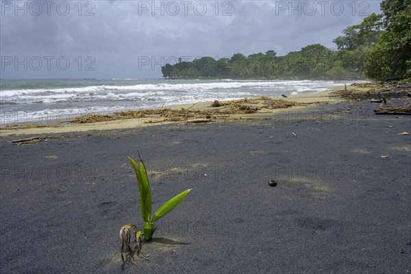 Coconut palm sprouts on a black sand beach