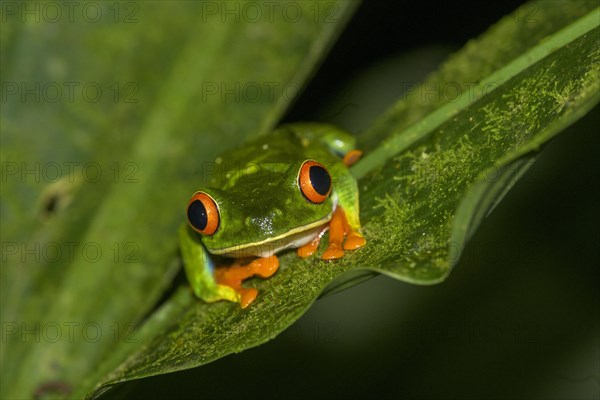 Red-eyed tree frog