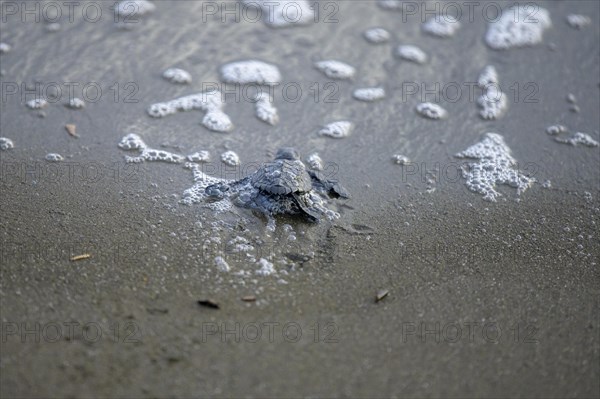 Newly hatched olive ridley sea turtle