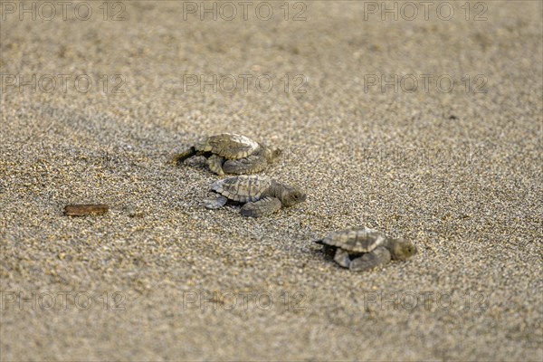 Newly hatched olive ridley sea turtles