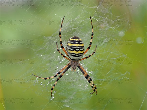 Wasp spider