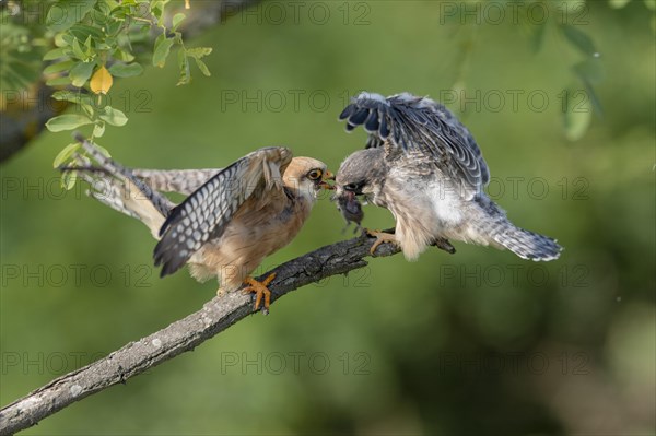 Red-footed falcon