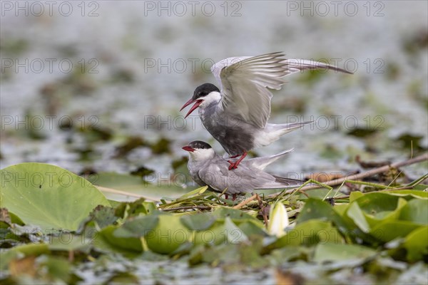 Two White-bearded Terns