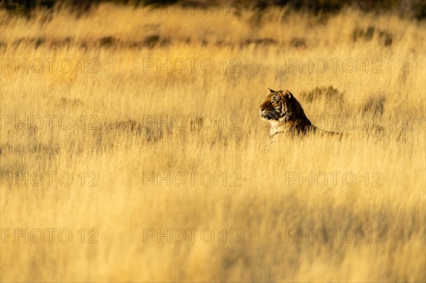 Bengal tiger