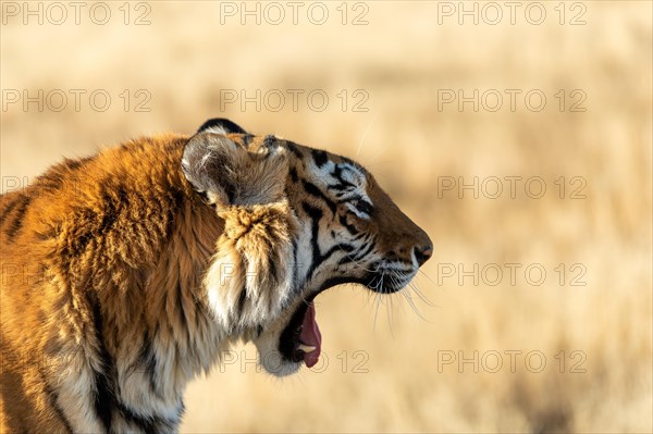 Bengal tiger